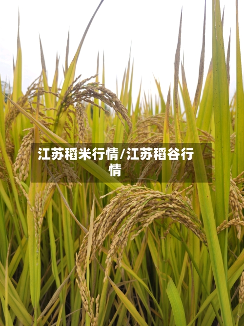 江苏稻米行情/江苏稻谷行情-第2张图片