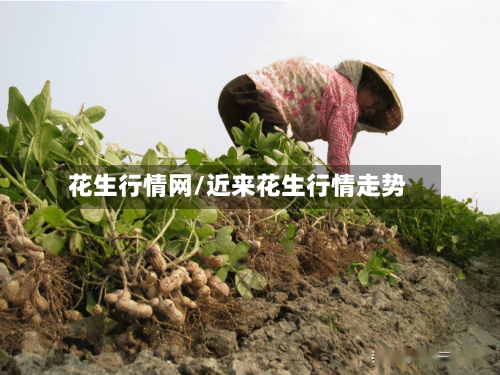 花生行情网/近来花生行情走势